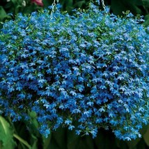 Fresh Seeds 200 Blue Sapphire Lobelia Erinus Flower Seeds - $16.00