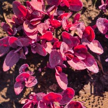 Bloomys 250 Orach Red Fire Seeds French Spinach Mountain Spinach Non-GmoUS Selle - £7.80 GBP