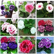 100Pcs Sinningia Gloxinia Flower Seeds Mixed 9 Types Flowers Fresh Seeds - $5.92