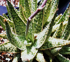 Aloe cultivar white lightning, exotic hybrid rare color succulent  seed 50 SEEDS - £7.98 GBP