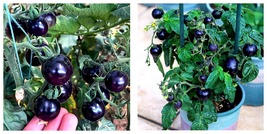 200 Seeds Black Gem Dwarf Bonsai Black Pearl Tomatoes Fresh Garden - £25.96 GBP