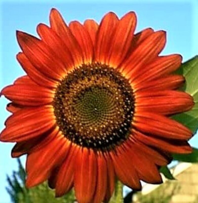 Sunflower Seeds Red Sun 50 Seeds Non-Gmo Fast Shipping - $7.99