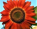 Sunflower Seeds Red Sun 50 Seeds Non-Gmo Fast Shipping - $7.99