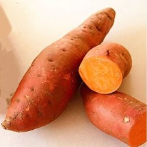 40 Seeds Sweet Potato Vegetable Farm Garden Plant Seeds - $11.65