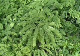 Diaphanum Maidenhair Organically Grown Adiantum Fern Organic Plant 10 Bare Roots - £28.65 GBP