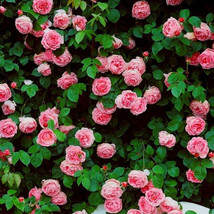 100 Seeds, Rare Pink Climbing Rose Seeds, Very Beautiful Ornamental Flowers - £23.12 GBP