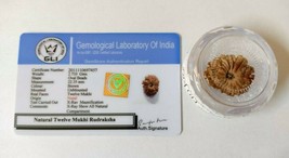 12 Mukhi Rudraksha Perlenlabor nepalischen Ursprungs zertifiziert - $108.29