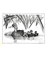 Mallard Duck w/ docklings Black/ White Animal Print Poster Wall Art Pain... - $41.61 CAD