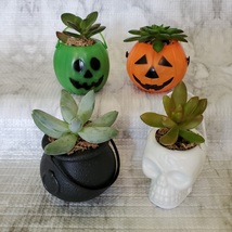 Live Succulent in Mini Halloween Planter, Pumpkin Jack O'Lantern Skull Cauldron image 2