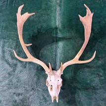 Real Fallow Deer Skull - European Mount REAL Fallow Buck Skull 37HX30WX2... - $296.01