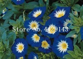 100  pcs/Bag Rare StarBlue Bonsai Garden and Patio Potted Plant Morning Glory Fl - £5.95 GBP