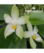 PHALAENOPSIS BELLINA F. ALBA SMALL ORCHID POTTED - $38.70