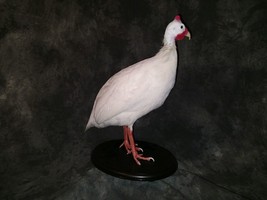Adult Guinea Fowl (Numida meleagris) Real Bird Taxidermy Mount - £785.60 GBP