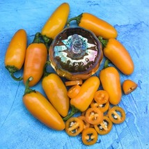 Hot Pepper Jalapeño Pumpkin Spice, 25 Seeds R - £13.11 GBP