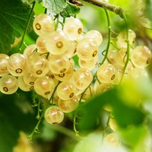 Heirloom White Currant Seeds x30 - Cultivate Luscious Berries at Home, Great for - £5.09 GBP