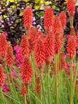 25 Popsicle Red Torch Lily Hot Poker Flower Seeds Perennial Seed 885 Garden USA  - £8.09 GBP