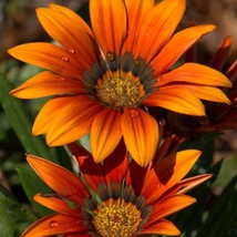 USA SELLER Mpb#12 Gazania Seeds New Day Orange Gazania Linearis 15 Thru 200 Seed - £12.92 GBP