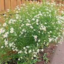 200 False Aster Seeds Wildflower Poor Soils Heat Cold Patio Fall Flowers Fresh G - $10.50