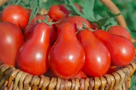 SEEDS == 10 Organic Heirloom Seeds  = Rare Red Fig Tomato  - £3.16 GBP