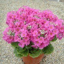 New Deep Beauty Pink Fairy Primrose Seeds Primula Malacoides House Plant Bright  - $10.85