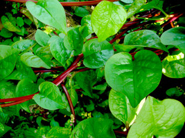 300 Non-GMO Red Stem Malabar Spinach Seeds - Climbing, Tasty, and Fast-Growing - £10.46 GBP