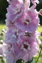 25 Seeds Cherry Blossom Magic Fountains with White Bee Delphinium Perennial - £13.15 GBP