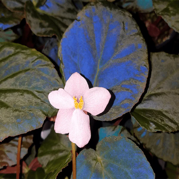 LWS Begonia Pavonina 3 inch Fast Shipping - $49.98