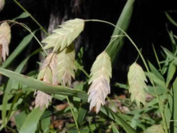 Top Seller 100 Northern Sea Oats Grass Inland Chasmanthium Seeds - £11.48 GBP