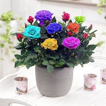 20 ROSE FLOWER SEEDS rare exotic plant garden mixed  colors - £11.97 GBP