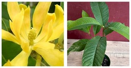 Joy Perfume Tree Magnolia champaca, Michelia champaca in 6&quot; Pot Plant - £67.85 GBP