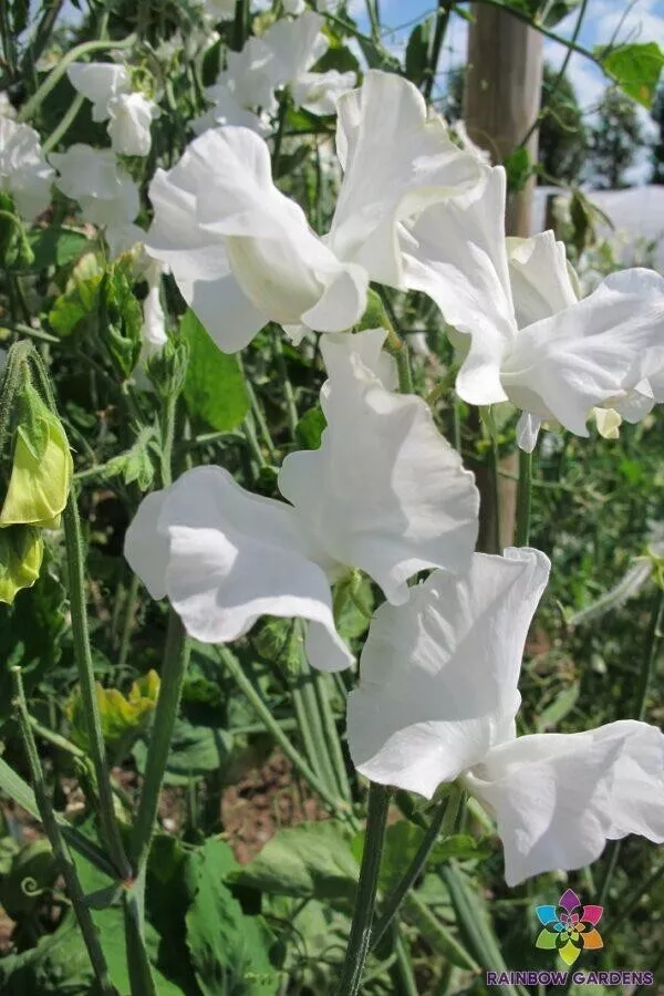 New Fresh 50 Royal Wedding Sweet Pea Seeds Planting - $10.96