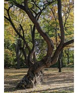 KB 50 Osage Orange Hedge Apple Monkey Ball Maclura Pomifera Tree Seeds 5... - $241,655.01 MXN