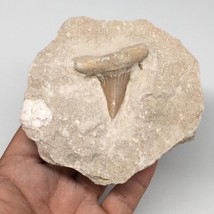 412g,3.9&quot;X3.9&quot;x1.9&quot;Otodus Fossil Shark Tooth Mounted on Matrix @Morocco,MF1838 - £7.99 GBP