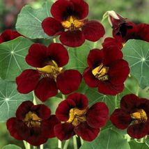 15 Seeds Nasturtium Black Velvet - £7.04 GBP