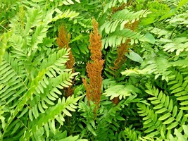 US Seller Royal Fern Spores Osmunda Regalis Fast Shipping - $12.90