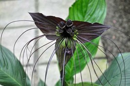 SKMO Tacca Chantrieri | Black Bat Flower | Cat&#39;S Whiskers | 50 Seeds - $17.38