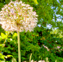 10 Wild Garlic Bulb Plant Seeds Meadow Type Planting or Garden Flower - £7.99 GBP