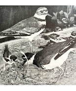 Killdeer Adults And Young In First Plumage 1936 Bird Print Nature DWU13 - €17,22 EUR