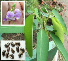 10 Telegraph Plant/Motor-Leaf Seeds ~ Codariocalyx motorius (Desmodium g... - $27.25