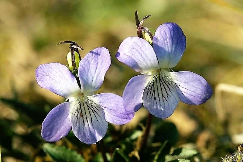 100 Pcs Purple Viola Prairie Flower Seeds #MNSB - $14.99