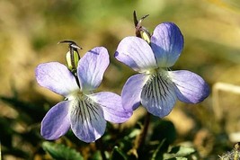 100 Pcs Purple Viola Prairie Flower Seeds #MNSB - £11.77 GBP