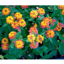 New Fresh Lantana Camara Flower Seeds 50 Seeds / Pack Umbelanterna Orange Red Bi - $5.38