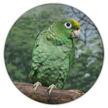 Parrot : Gift Coaster Tropical Bird Nature Ecology Brazil Mexico Loro - £3.94 GBP