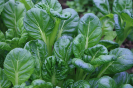 100 Pak Choi Mustard Spinach Seeds sekenhen - £5.49 GBP