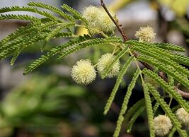 Fern of the Desert  20 Seeds  Lysiloma thornberi - €3,36 EUR