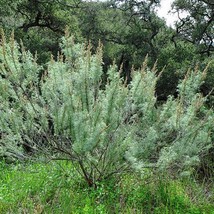 New Fresh Seeds Artemisia Californica California Sagebrush 10 Seeds - £15.64 GBP