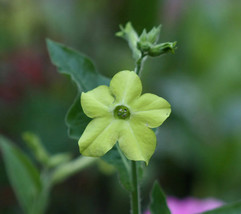 100 Seeds Lime Green Nicotiana Alata Flowering Tobacco  - $9.68
