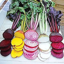 Beetroot Mixed Blood Yellow White Color Vegetable Seeds 50 Seeds Vegetables Gard - $11.98