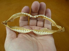 (sj470-209) 5&quot; Tiger SHARK jaw I love sharks jaws teeth taxidermy educat... - $46.74