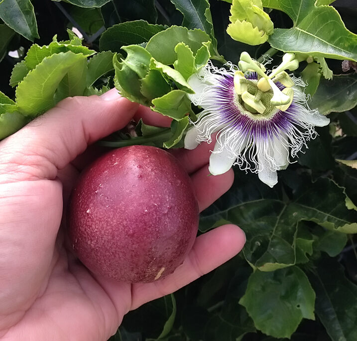 Primary image for Passiflora Edulis - Red Rover - Plant - Purple Passion Fruit Plant - Edible